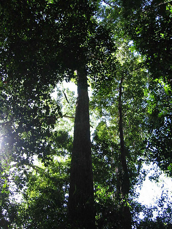 Wald Fotos