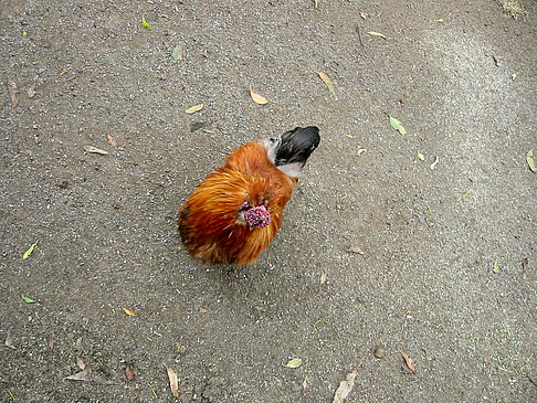 Billabong Wildlife Park Fotos