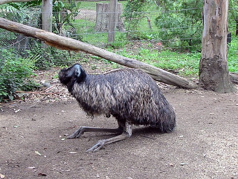 Fotos Billabong Wildlife Park | 