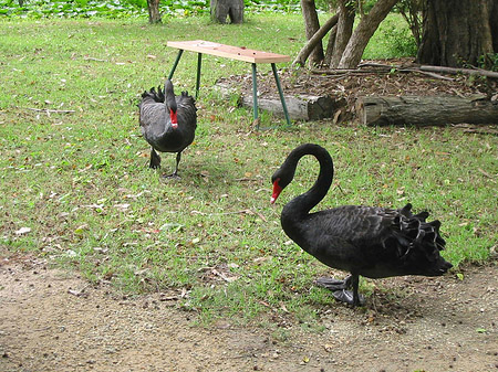 Billabong Wildlife Park Foto 