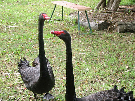 Fotos Billabong Wildlife Park