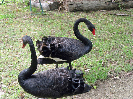 Fotos Billabong Wildlife Park