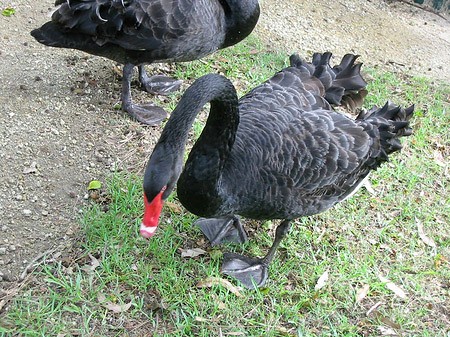 Billabong Wildlife Park Foto 
