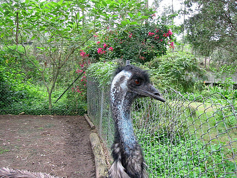 Foto Vögel - 