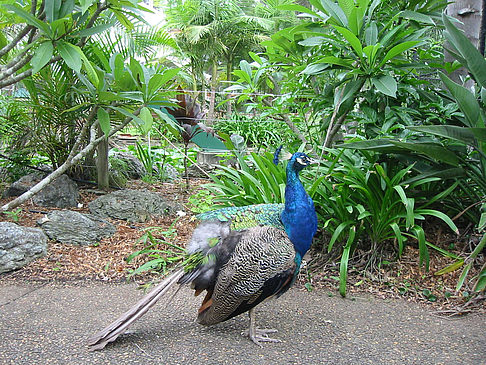 Fotos Vögel