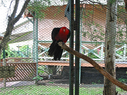 Vögel Fotos