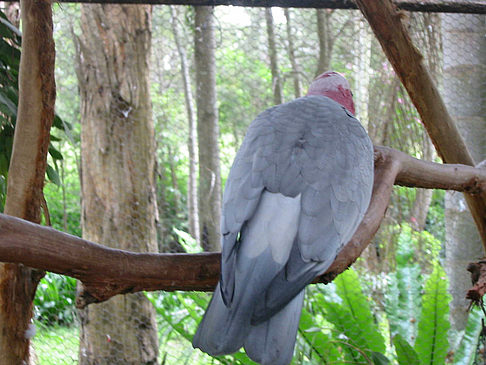 Fotos Vögel
