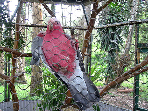 Vögel Fotos