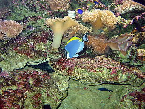 Aquarium Foto 