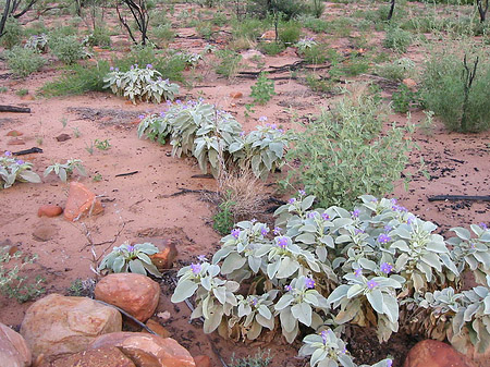 Kings Canyon