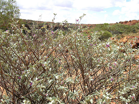 Foto Kings Canyon