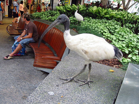 Fotos Brsibane | Brisbane