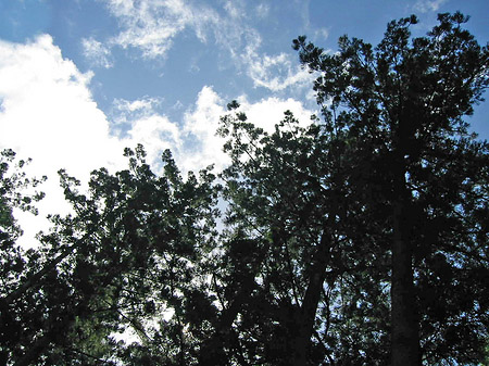 Wald Fotos