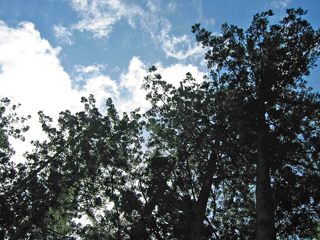 Fotos Wald