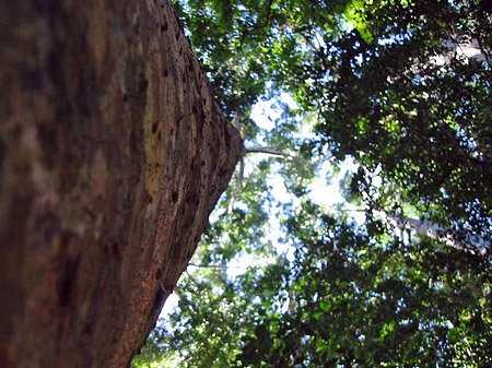 Fotos Wald | 