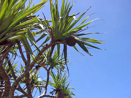 Palmen Fotos