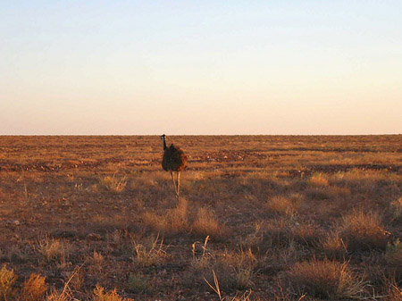 Outback Foto 